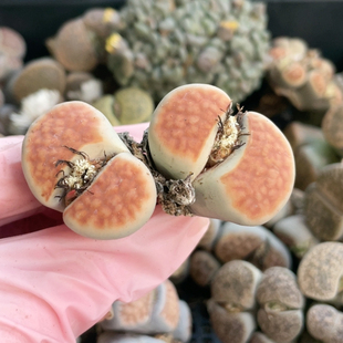 5.7厘米 双头冰橙