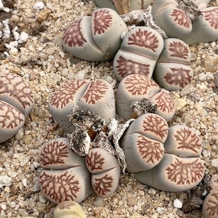 0372 6.3厘米 菊化石