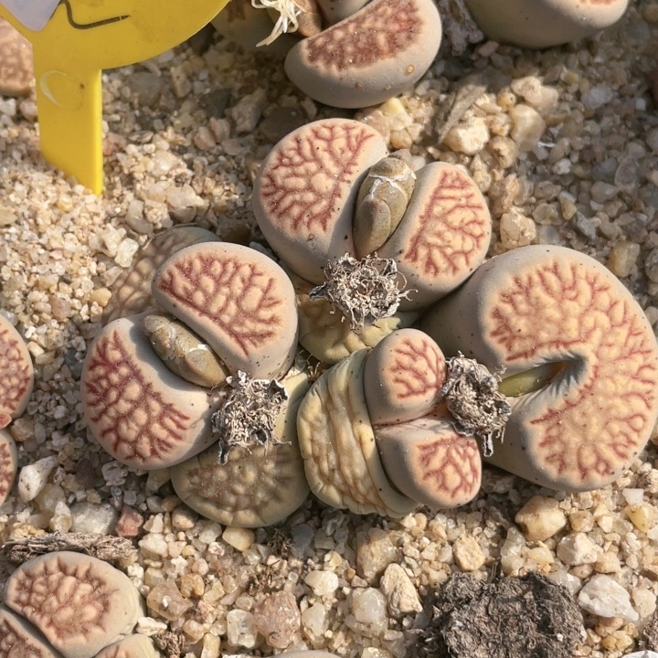 0943，6.5厘米，变异菊