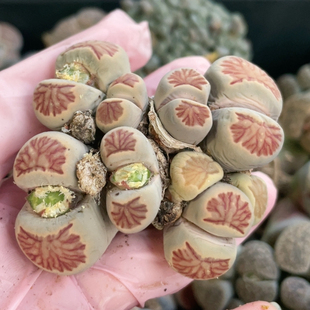 5.8厘米 7头菊红纹