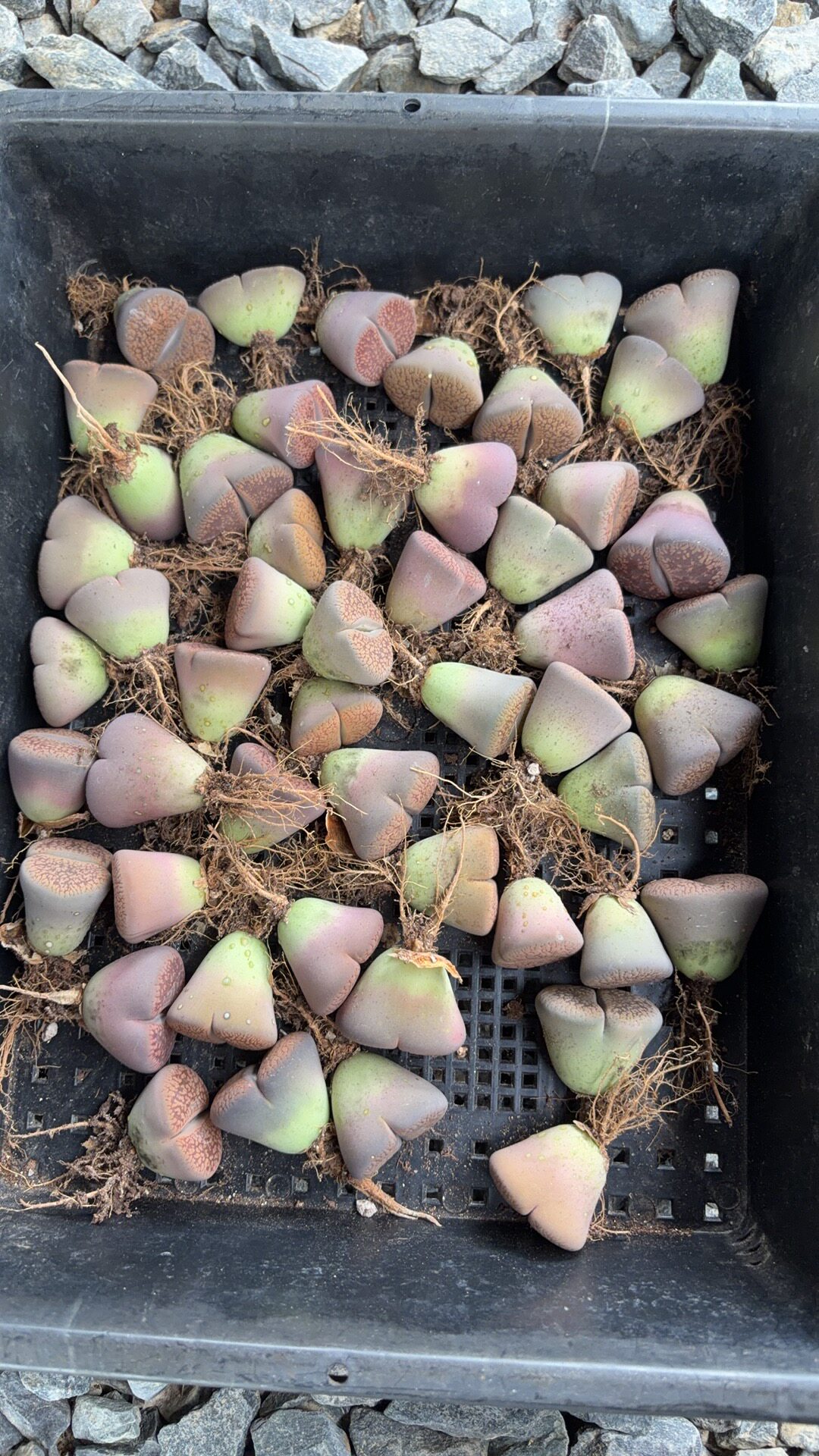 生石花大日轮母本，50颗，尺寸3-3.5厘米左右随机择优发