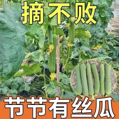 正宗早熟大肉丝瓜苗长香丝瓜苗清香丝瓜苗家庭四季盆栽丝瓜蔬菜苗