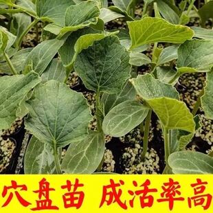 食用葫芦瓜苗蒲瓜苗圆葫芦瓜瓠瓜秧苗菜葫芦苗农家瓠子瓜蒲瓜瓠瓜