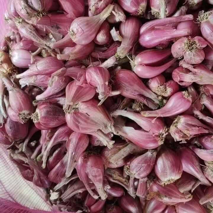 红葱头秧苗 葱果种子阳台田园盆栽种植四季红葱头正宗高产