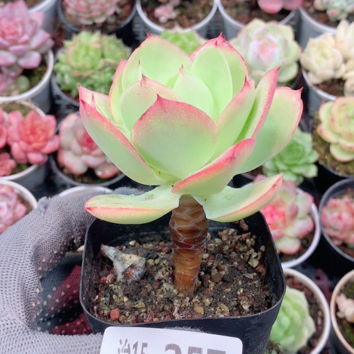 治15-257 碧桃
