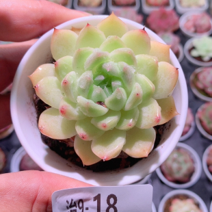9-18麦秆