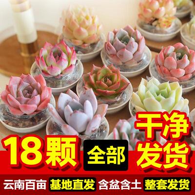 一份就包邮含盆土发货免种植