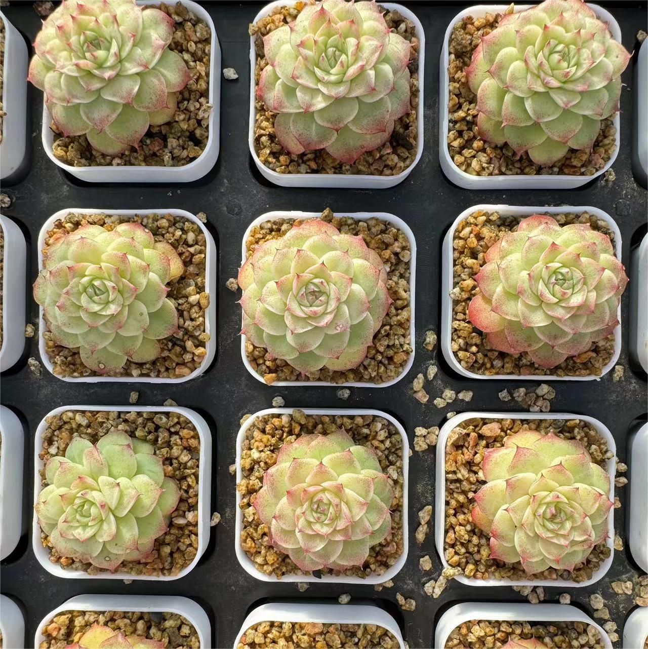 081-女王玫瑰  云南大理基地多肉植物1颗包邮偏远地区除外