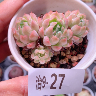 9-27画扇