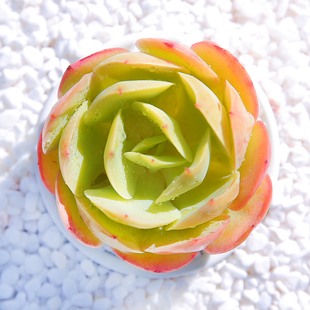 碧桃 多肉组合盆栽肉肉花卉绿植景天办公云南 多肉植物