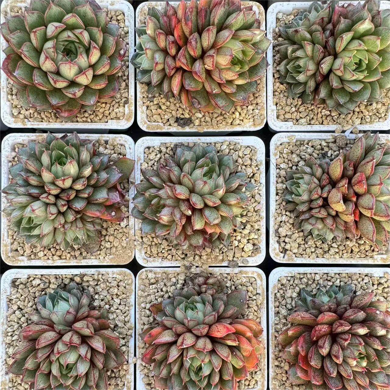 165-猫眼石  云南大理基地多肉植物1颗包邮偏远地区除外