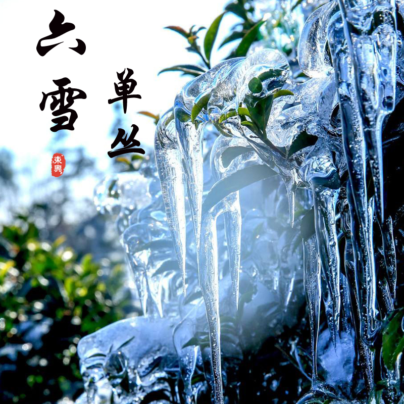 岽兴六雪单丛清香型茶叶