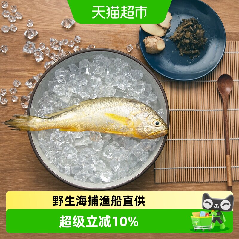 浙奉渔野生小黄鱼新鲜冷冻