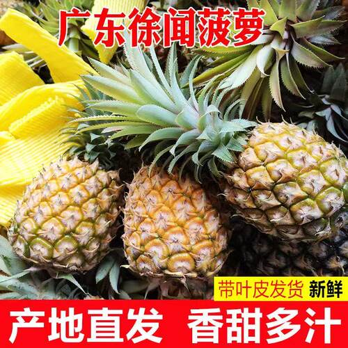 徐闻菠萝青皮5斤装新鲜菠萝除味水果农产品特产菠萝绿皮