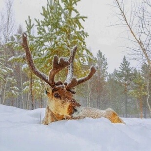 漠河5日精品小包团北极村/北红村含往返火车硬卧/漠河舞厅