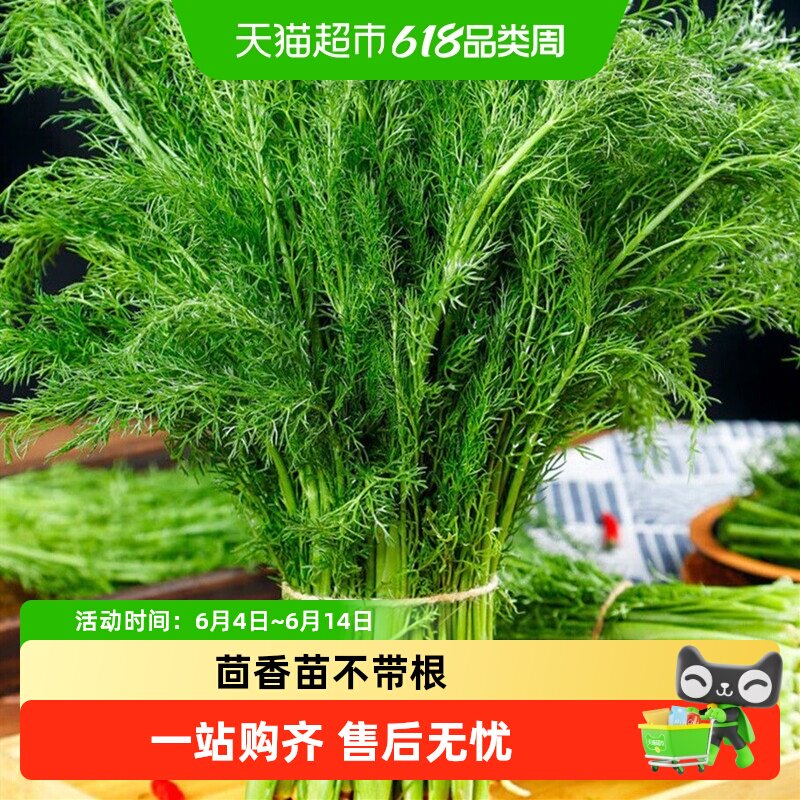 茴香菜新鲜现摘茴香苗不带根包饺子馅料农家小茴香菜食品