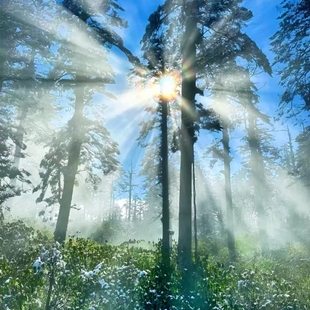 瓦屋山一日游 尊享私家团&不拼车&含门票金花桥索道往返票&纯玩