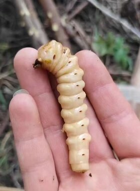 野生斗米虫活虫宝宝吃饭香云实蛀虫天牛幼虫黄牛刺虫虎刺狼虫