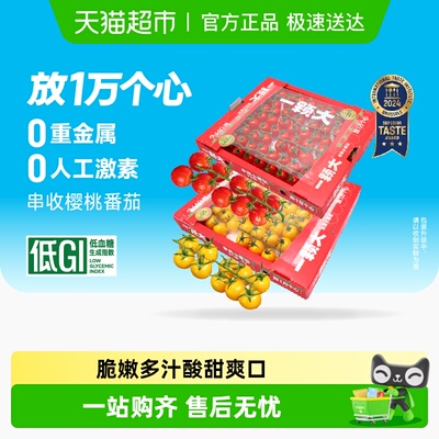 一颗大玲珑串樱桃番茄