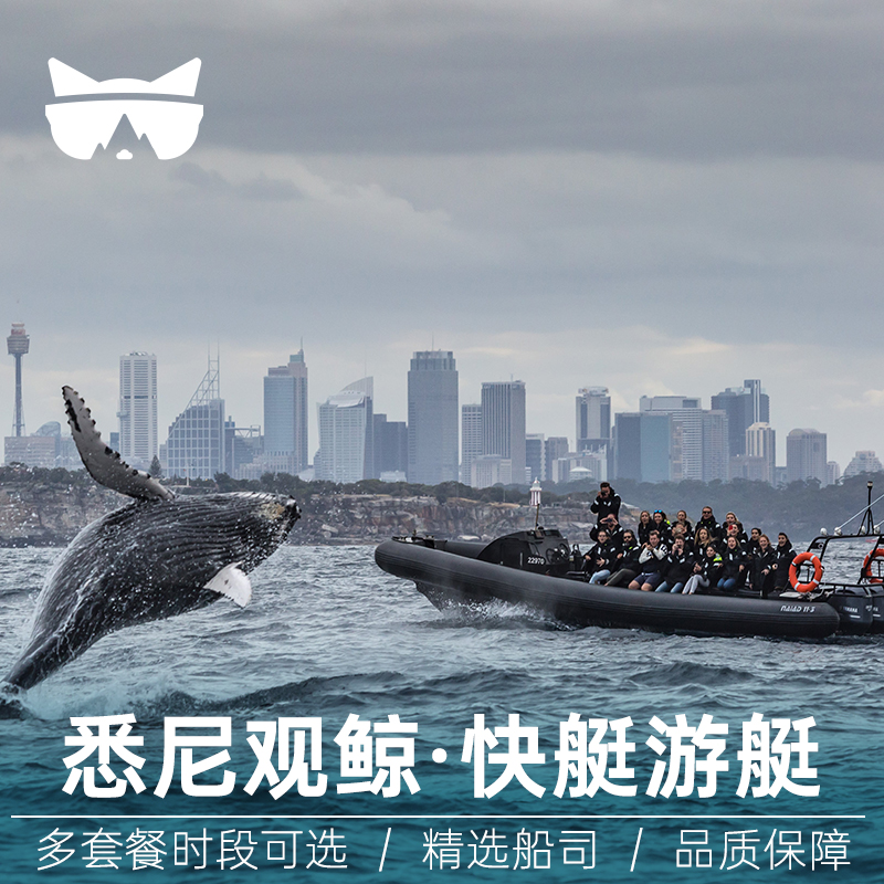 悉尼观鲸快艇游