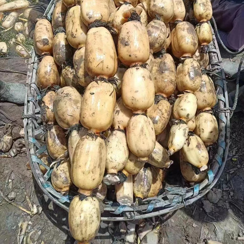 洪湖新鲜莲藕现挖脆藕清炒凉拌适合爽脆多汁带泥发货不漂白