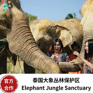 [芭提雅大象丛林保护区-Feed me 喂食大象体验]Elephant Jungle Sanctuary Pattaya喂大象体验