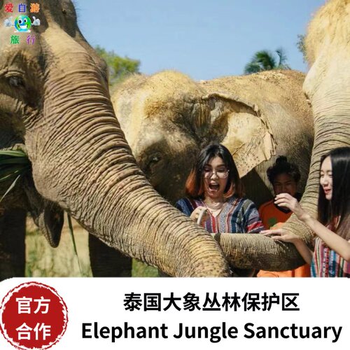 芭提雅喂大象