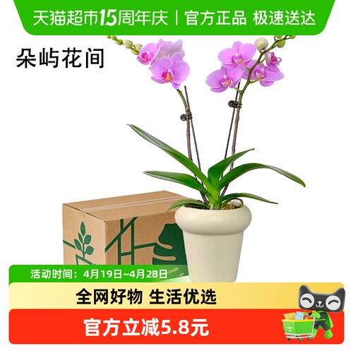 蝴蝶兰盆栽带花苞大苗鲜花卉客厅双剑轻奢高级感四季开花开业乔迁 - 封面