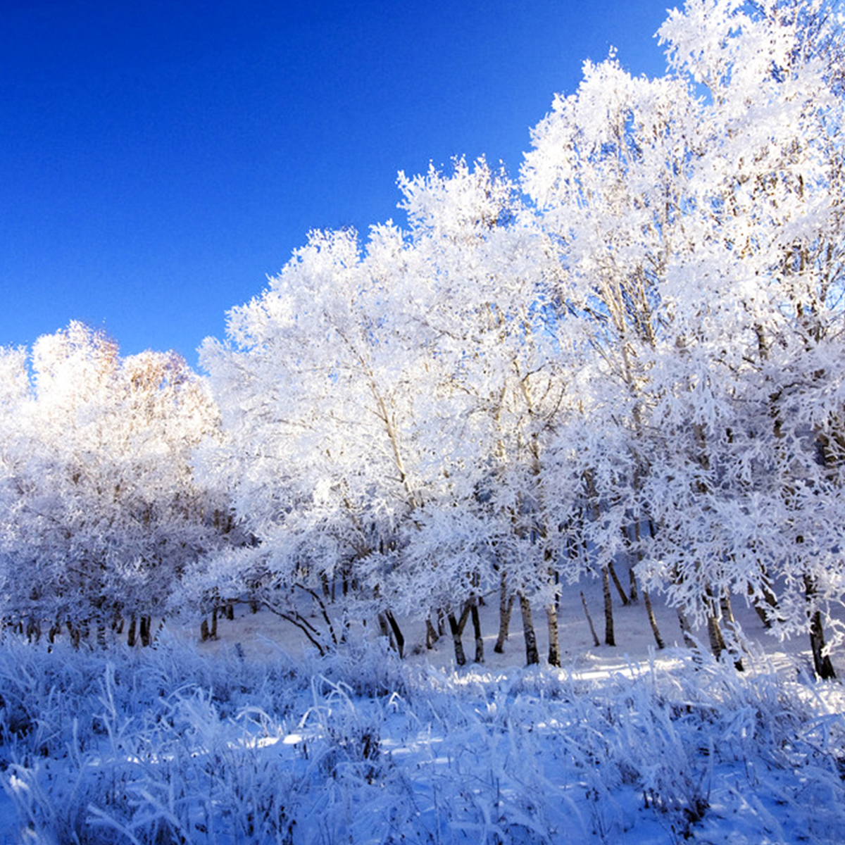 霞姐北京12人团散拼