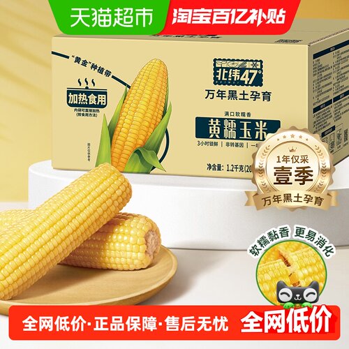 北纬47度黄糯鲜食200g*6根玉米