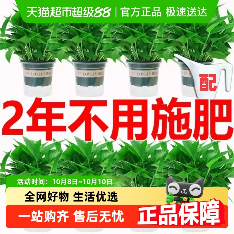 牵鲜绿萝盆栽室内植物吸甲醛绿箩长藤大叶除甲醛绿植绿罗