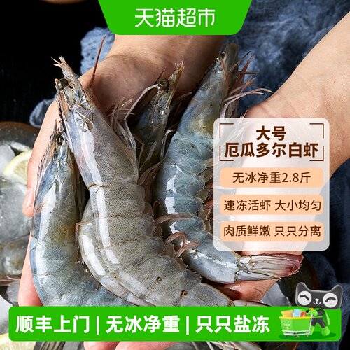 大黄鲜森厄瓜多尔王牌大虾