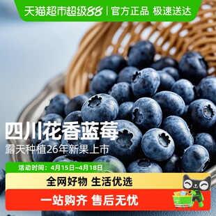 当季四川大凉山新鲜花香蓝莓脆甜大果新鲜水果