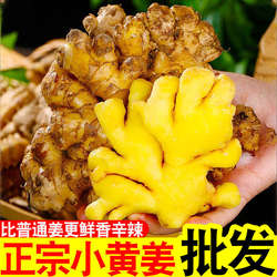 正宗云南罗平小黄姜新鲜生姜老姜农家自种新姜鲜姜月子姜辛辣十足