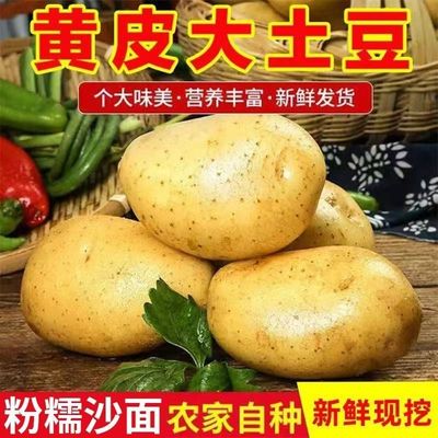 贵州特产威宁农家种植黄心皮新鲜本地土豆新洋芋蔬菜新土豆现挖批