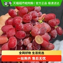 四川克伦生红提葡萄新鲜脆甜提子克瑞森葡萄新鲜水果脆甜