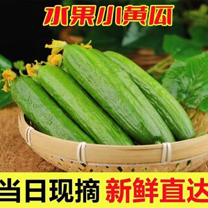 水果小黄瓜新鲜5斤小黄瓜青瓜山东生吃脆嫩清甜旱黄瓜白玉花整箱