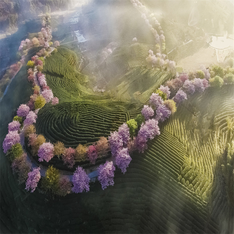 天天发团厦门泉州龙岩出发漳平永福台品樱花园一日游纯玩周边旅游