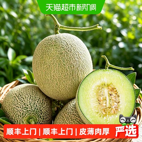 山东玫珑网纹蜜瓜