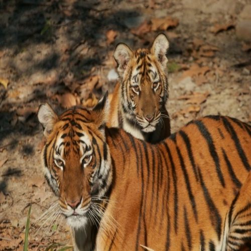 [上海动物园-大门票]上海动物园门票