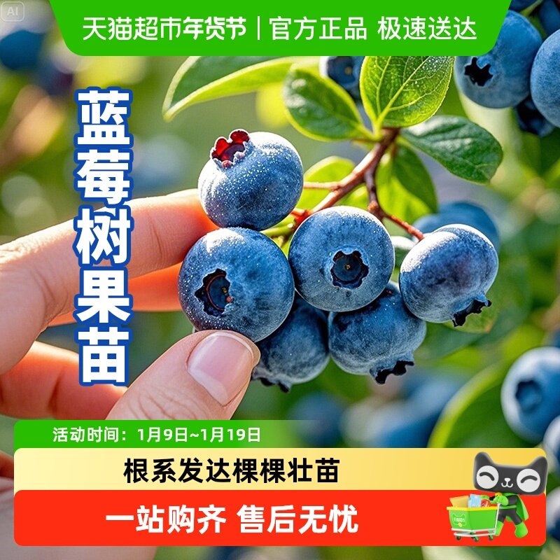 寿禾蓝莓果树果苗组培小苗根系发达结果超多成熟率高南方北方种植,鲜花速递/花卉仿真/绿植园艺,果树,淘宝优惠券,粉丝福利购,淘宝优惠卷