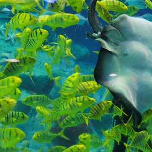 [刘公岛景区-大门票+神游海洋极地世界门票]威海刘公岛景区门票含往返船票+神游海洋世界