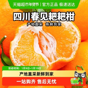 柠满园正宗四川眉山春见耙耙柑当季新鲜水果应季桔子粑粑柑橘子
