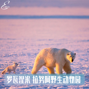 芬兰旅游 罗瓦涅米探访北极野生动物园 拉努阿北极动物北欧拉普拉