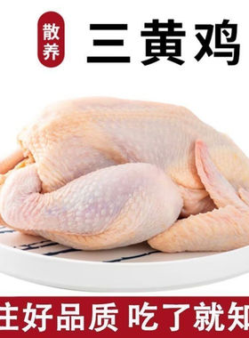 正宗三黄鸡 农家散养土鸡三黄鸡批发整只鸡 新鲜食材 童子鸡