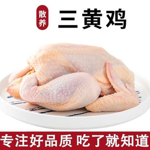 正宗三黄鸡 农家散养土鸡三黄鸡批发整只鸡 新鲜食材 童子鸡