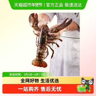 【包活到家】烁奢鲜 鲜活加拿大波龙海鲜波士顿龙虾