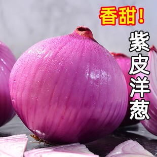 新鲜现挖洋葱紫皮圆葱红皮小洋葱头当季蔬菜农家自种9斤整箱包邮