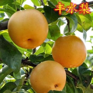 丰水梨新上市头茬丰水梨当季新鲜采摘水果时令口感汁水多脆甜