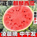 包郵 正宗麒麟西瓜新鮮水果現(xiàn)摘超甜8424美都薄皮西瓜